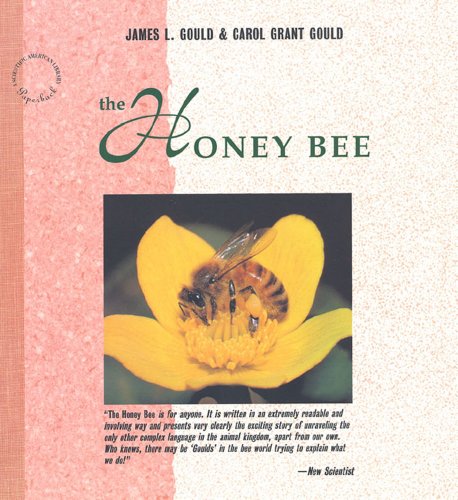 Honey Bee