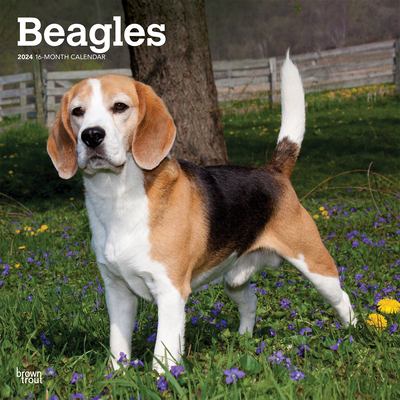 Beagles | 2024 12 x 24 Inch Monthly Square Wall Calendar | BrownTrout ...