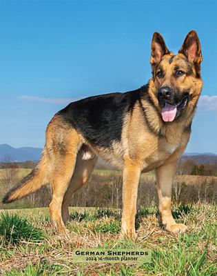 German Shepherds 2024 Engagement copy: 9781975468750